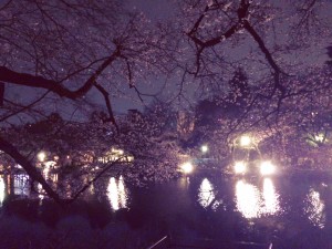 夜桜 インスパイアード オフィシャルサイト
